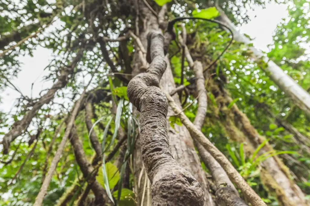 Ayahuasca Vine