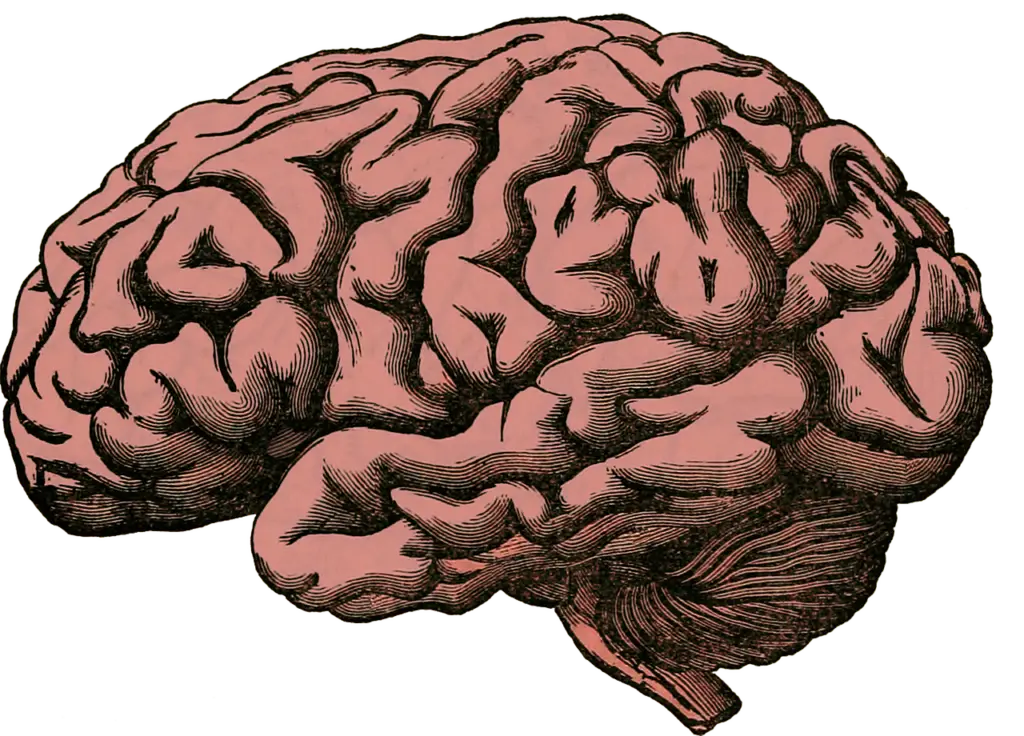 Brain