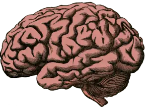 Brain