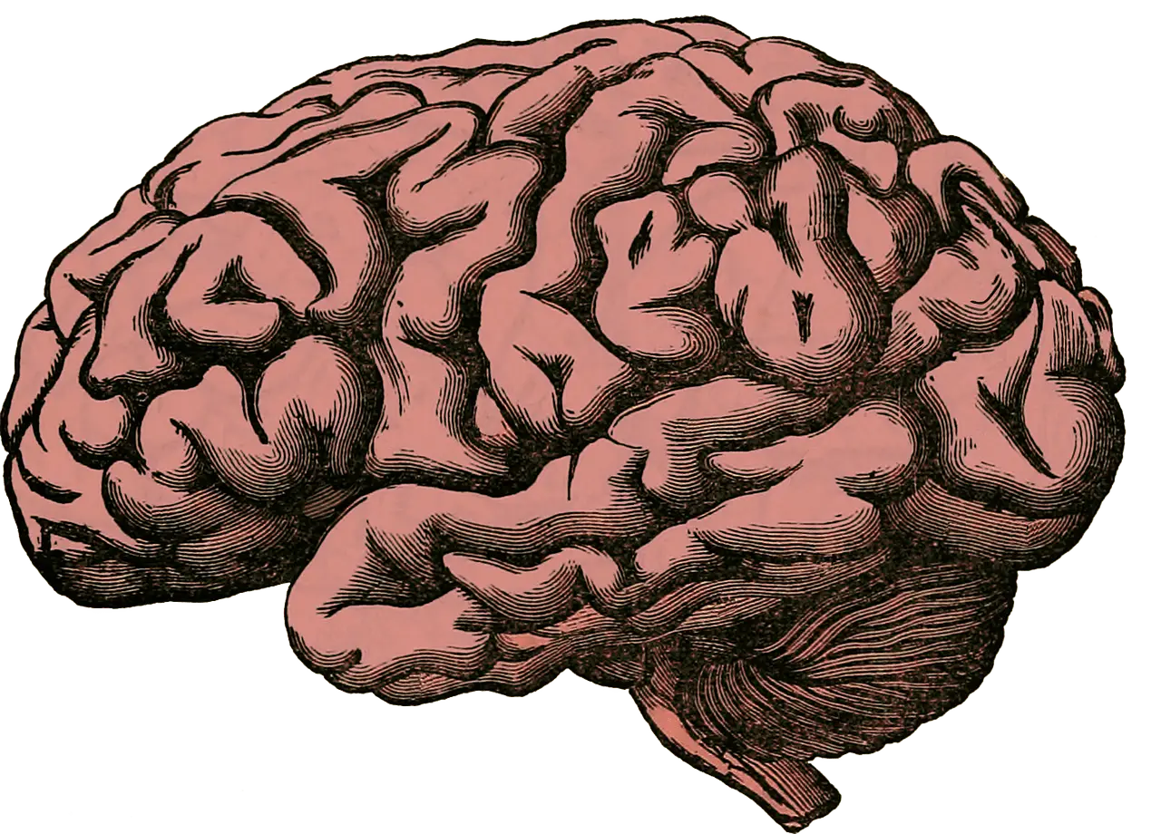 Brain